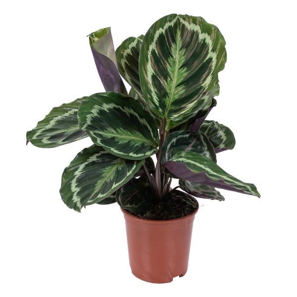 Calathea 'Medaillon' - Pfauenpflanze - Zimmerpflanze - Luftreinigend - ⌀14 cm - ↕40-45 cm