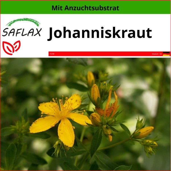 SAFLAX  - Johanniskraut - Hypericum perforatum - 300 Samen - Mit keimfreiem Anzuchtsubstrat