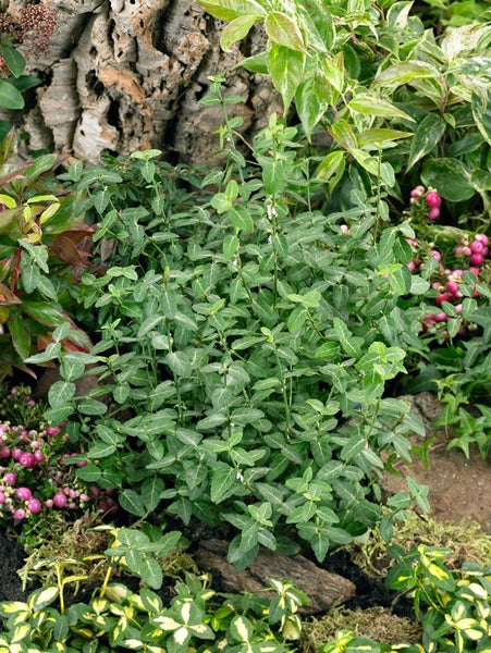 Euonymus fortunei 'Radicans', Kriechspindel, immergrün, ca. 9x9 cm Topf