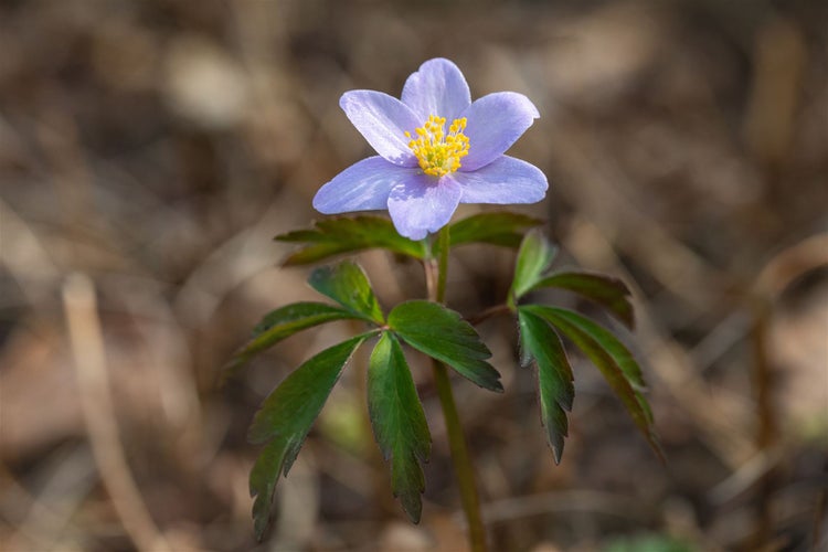 Anemone nemorosa 'Robinsoniana', Buschwindröschen, lavendelblau, ca. 9x9 cm Topf