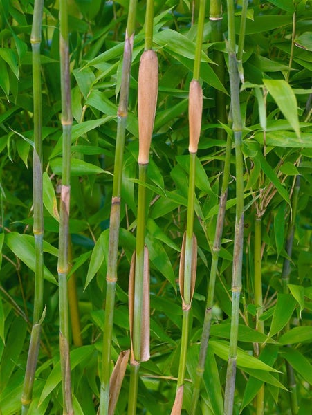 Fargesia denudata, Bambus, immergrün, 80–100 cm