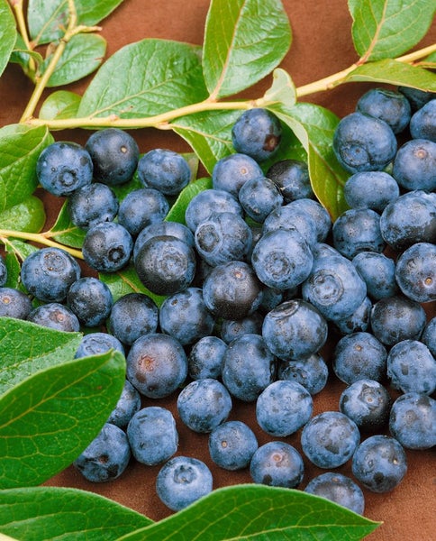 Vaccinium corymbosum 'Duke', Heidelbeere, 40–60 cm, ertragreich