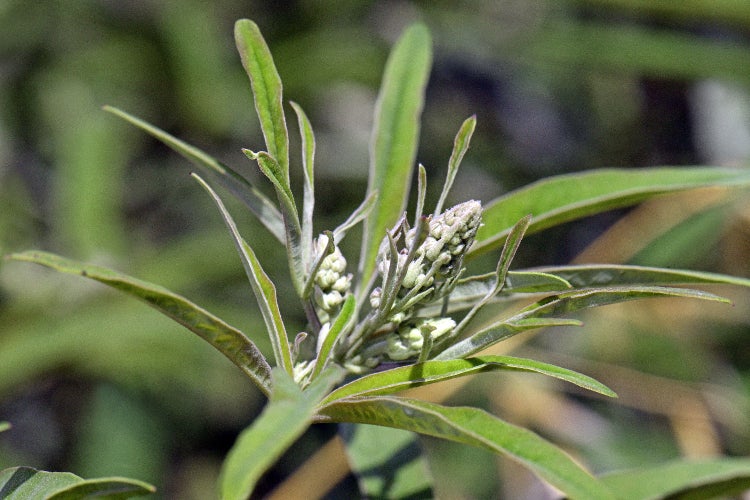 SAFLAX  - Mönchspfeffer - Vitex agnus-castus - 30 Samen
