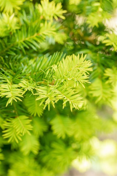 Taxus baccata 'Washingtonii', Gelbe Eibe, 25–30 cm