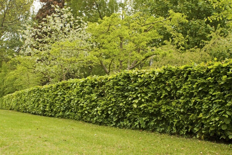 Eine sorgfältig geschnittene Hainbuchenhecke als Gartenbegrenzung vor einem Hintergrund aus Bäumen und blühenden Sträuchern.