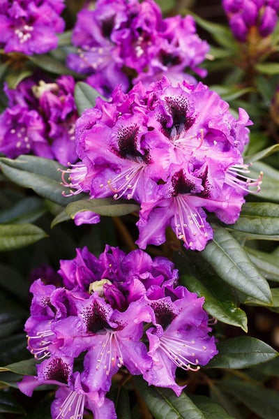 Rhododendron Hybr. 'Blaue Jungs', Rhododendron, blau, 30–40 cm