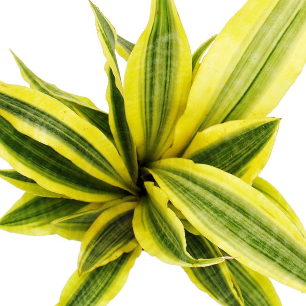 Sansevieria aubrytiana Yellowstone - Goldener Bogenhanf mit ausgefallener Blattfärbung - 14cm Topf
