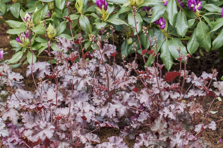 Heuchera micrantha 'Stormy Seas', Purpurglöckchen, ca. 11x11 cm Topf