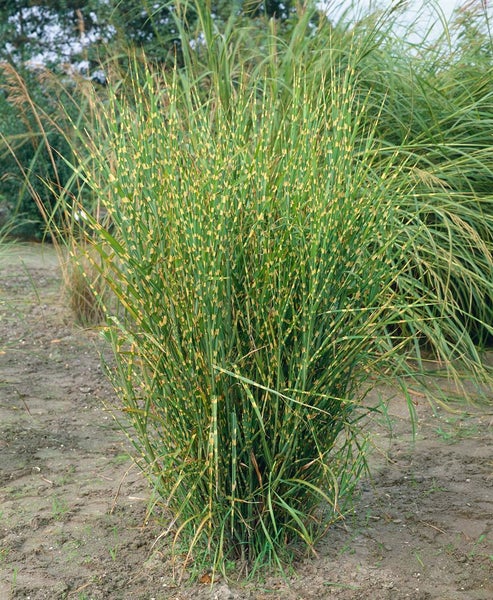 Miscanthus sinensis 'Gold Breeze', Chinaschilf, gestreift, 2 Liter Container
