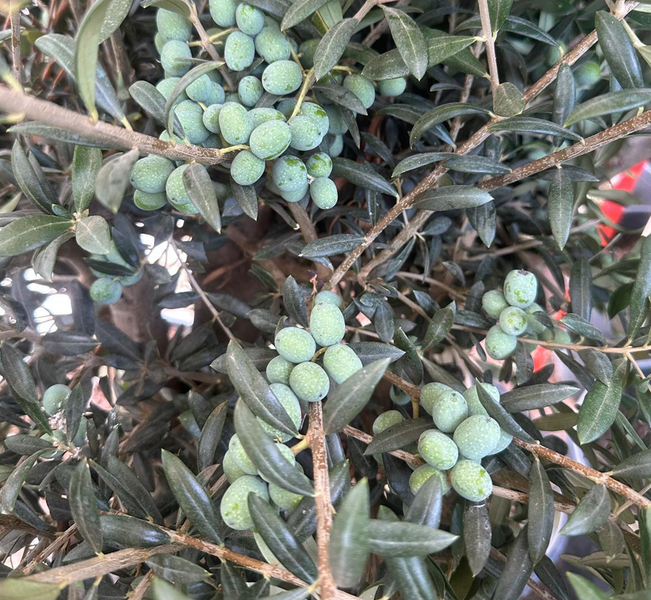 Olivenbaum XXL ca. 60 Jahre Alt Winterhart