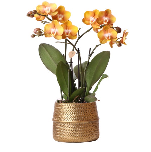 Gelbe Orchidee im Topf