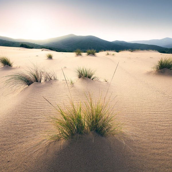 Dünenlandschaft mit Gras und Hügeln im Hintergrund