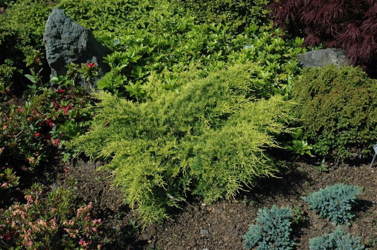 Juniperus pfitzeriana 'Gold Coast', Wacholder, goldgelb, ca. 9x9 cm Topf