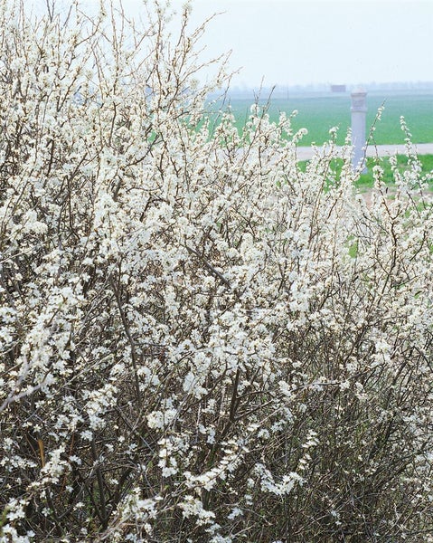 Schwarzdornbusch mit weißen Blüten