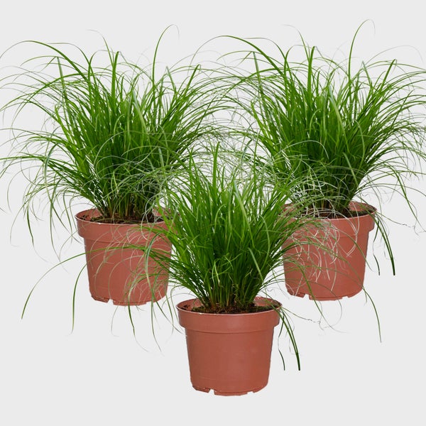Katzengras 3er Set Cyperus zumula | biologisch, sicher für Katzen | PetLove Futterpflanze 20-25 cm |  Katzen Gras Zimmerpfllanzen