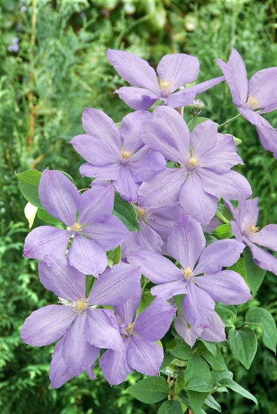 Clematis Hybride 'Mrs.Cholmondeley', großblumig, lavendelblau, 40–60 cm