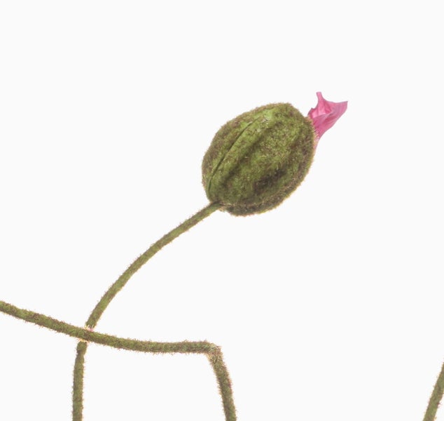 Künstliche Mohnblüte in Gelborange aus Textil mit gewellten Blütenblättern und detailreicher Mitte.