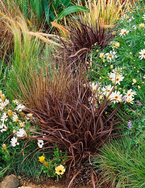 Carex acuta, Sumpf-Segge, ca. 9x9 cm Topf