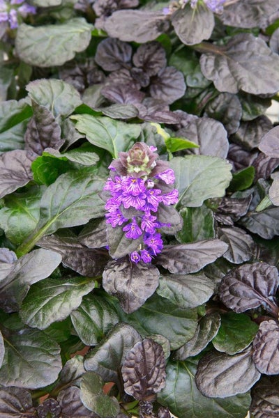 Ajuga reptans 'Catlin's Gigant', Günsel, ca. 9x9 cm Topf