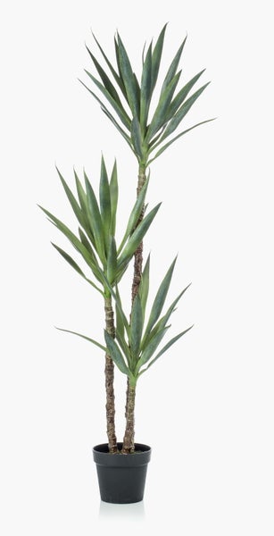 Grüne, spitz zulaufende Blätter einer Yucca Zimmerpflanze.