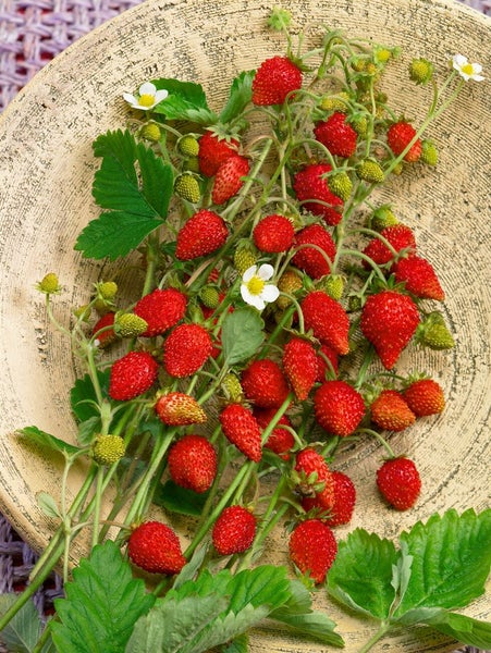 Fragaria vesca 'Elsanta', Walderdbeere, ca. 9x9 cm Topf