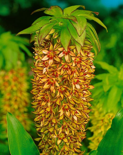 Eucomis bicolor, Ananasblume, zweifarbig, ca. 9x9 cm Topf