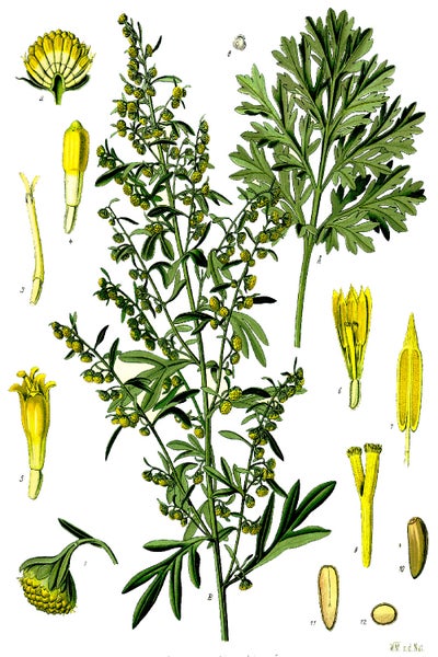 SAFLAX  - Wermut - Artemisia absinthum - 500 Samen - Mit keimfreiem Anzuchtsubstrat