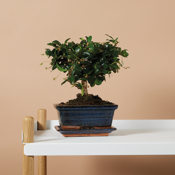 Bloomique - Bonsai Carmona - Kugelform - Bonsai-Baum - Zimmerpflanzen - Höhe 20-30 cm - 15 cm breit - inklusive Keramiktopf und Schale