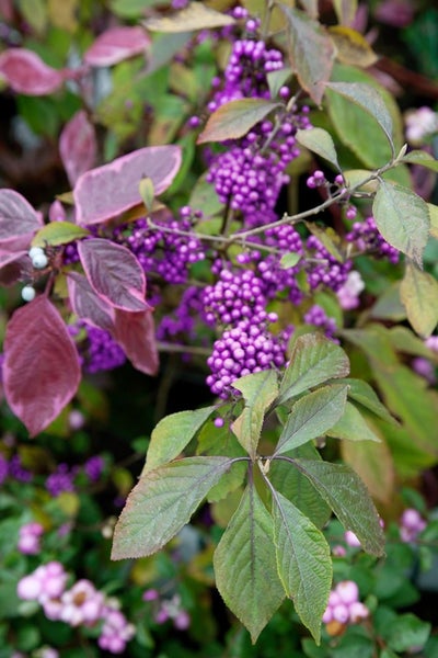 Callicarpa bodinieri giraldii, Schönfrucht, lila Beeren, 30–40 cm