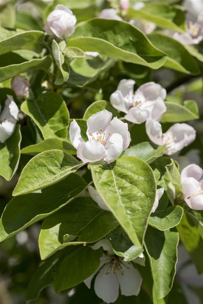 Cydonia 'Konstantinop.Apfelquitte', Apfelquitte, 150–200 cm