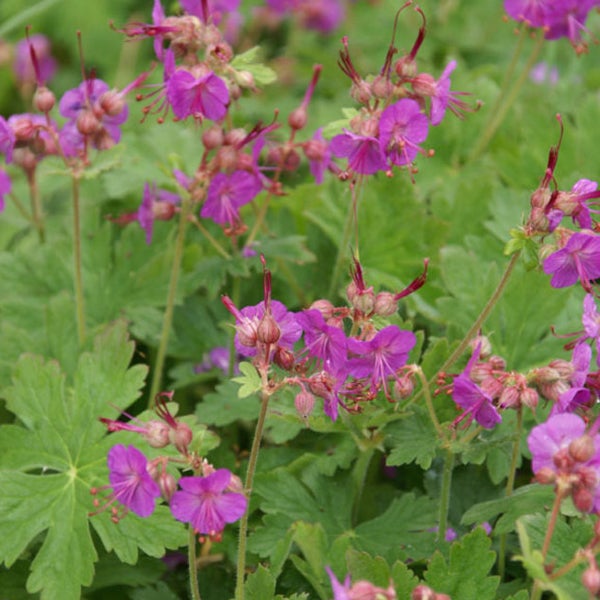 Nahaufnahme von rosafarbenen Geranium-Blüten mit grünen Blättern