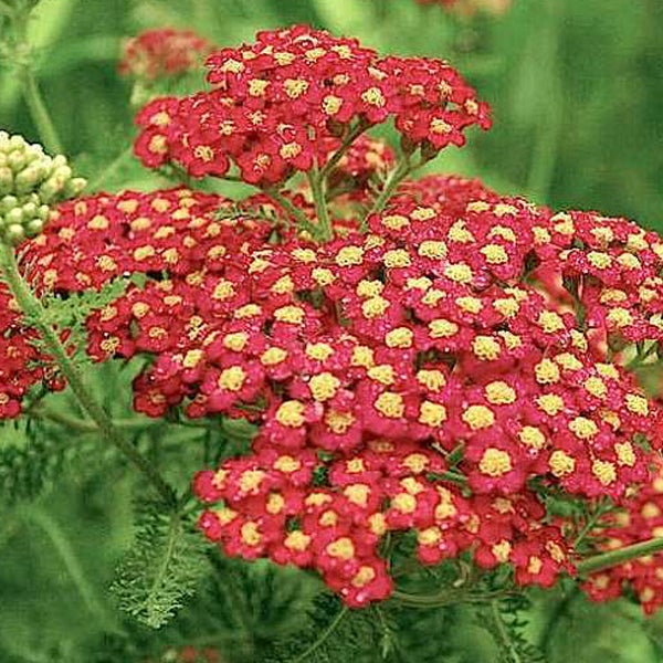 Nahaufnahme einer Schafgarbe mit roten und gelben Blüten.