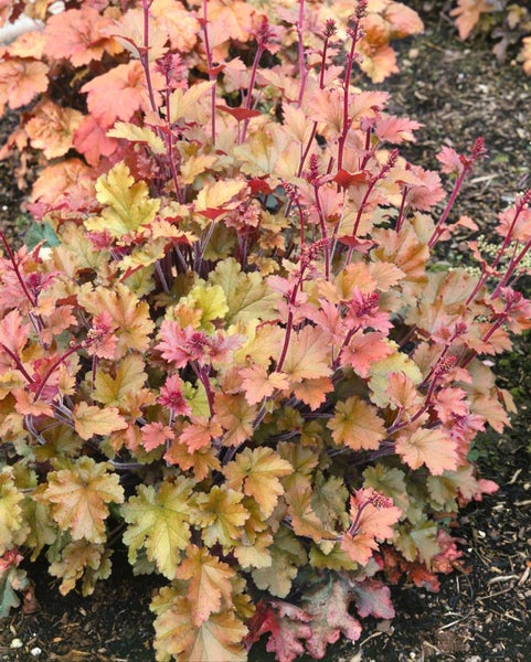 Heuchera villosa 'Marmalade', Purpurglöckchen, orange, 2 Liter Container