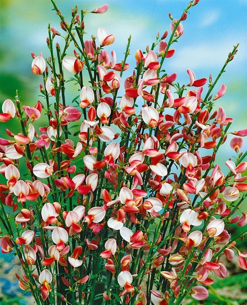 Cytisus praecox 'Zeelandia', Besenginster, cremeweiß, 40–60 cm