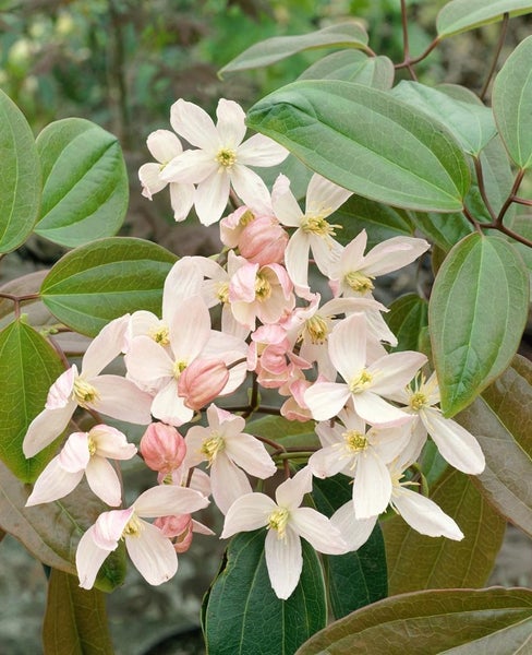 Clematis armandii 'Apple Blossom', immergrün, rosa Blüten, 60–100 cm