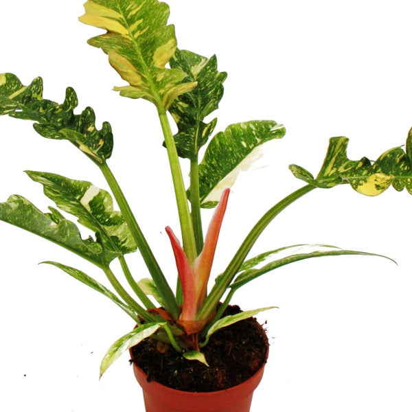 Philodendron Ring of Fire - ungewöhnlicher Baumfreund - 12cm Topf