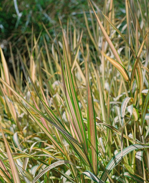 Phalaris arundinacea 'Feesey', Buntes Rohrglanzgras, ca. 12 cm Topf