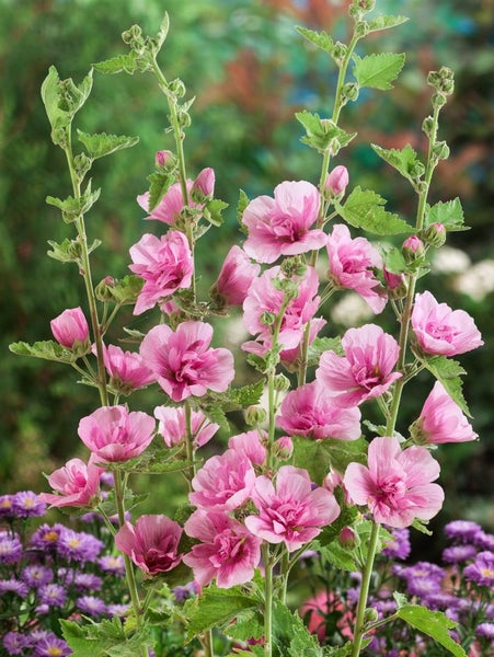 Alcea x hybrida 'Parkrondell', Stockrose, rosa, ca. 11x11 cm Topf