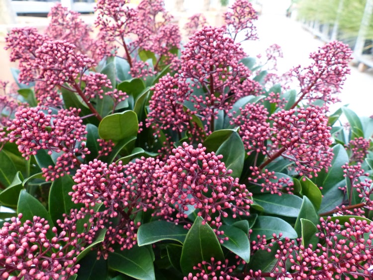 Skimmia japonica mit rötlichen Blütenknospen und grünen, ledrigen Blättern.