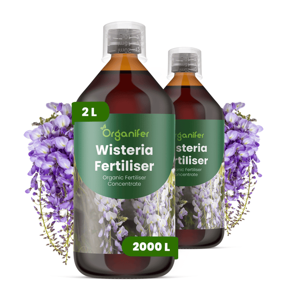 Organifer Blauregen-Dünger, zwei Flaschen à 2 Liter organisches Düngerkonzentrat für 2000 Liter, für Wisterien.