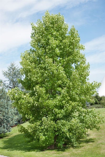 Liquidambar styraciflua, Amberbaum, 60–80 cm