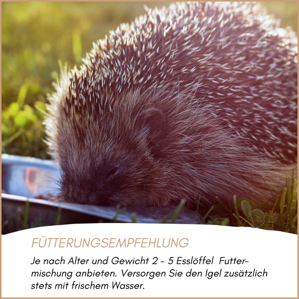Igel frisst aus einer Schale im Freien mit Fütterungsempfehlung für zwei bis fünf Esslöffel Futter und frisches Wasser.