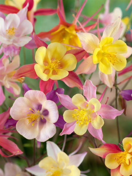Aquilegia caerulea 'McKana', Akelei, bunte Blüten, ca. 9x9 cm Topf