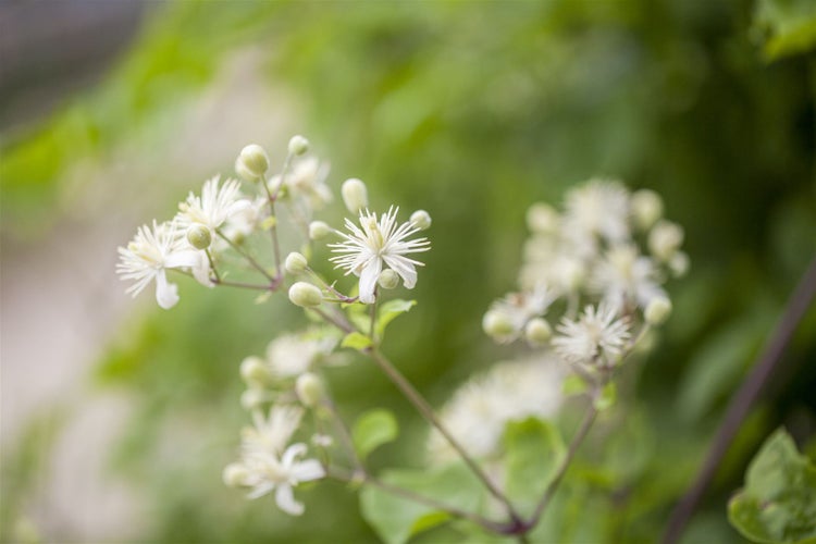 Nahaufnahme von blühenden Waldreben