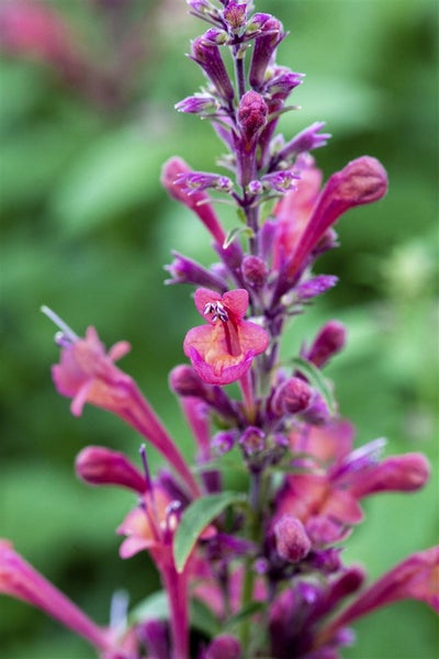 Agastache aurantiaca, Duftnessel, orange, ca. 11x11 cm Topf