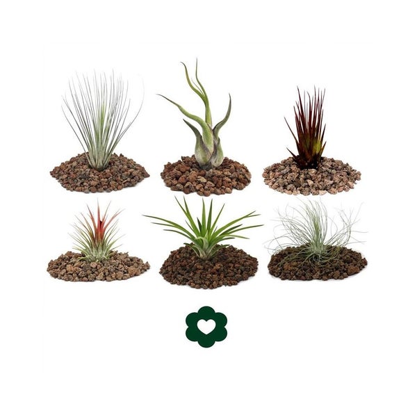 Sechs verschiedene Tillandsia Luftpflanzen auf braunen Lavasteinen. FloraSelf Logo.