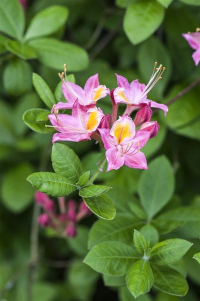 Rhododendron viscosum, Sumpf-Rhododendron, weiß, 50–60 cm