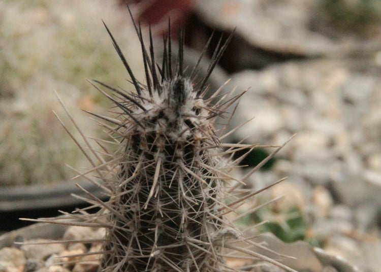 SAFLAX Garden to go - Seeigelkaktus - Echinopsis mirabilis - 40 Samen - Mit Topf, Klima - Deckel und Anzuchtsubstrat
