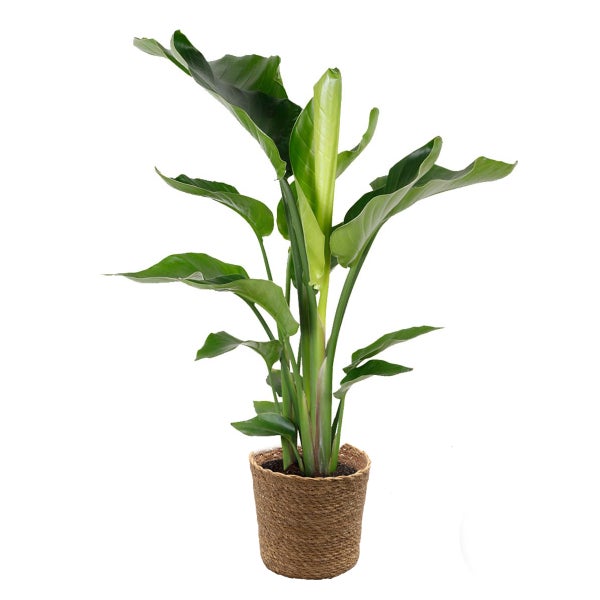 Bloomique - Strelitzia Nicolai - Paradiesvogelpflanze - Paradiesvogelblume - Zimmerpflanzen - Luftreinigend - Pflegeleicht - 80-100 cm Hoch - Seegras Korb 21 cm