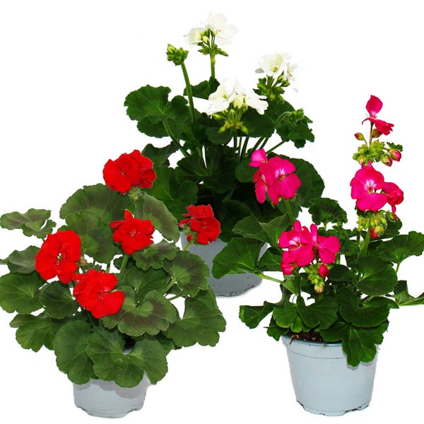 Geranien stehend - Pelargonium zonale - 12cm Topf - Set mit 3 Pflanzen - Farb-Mix